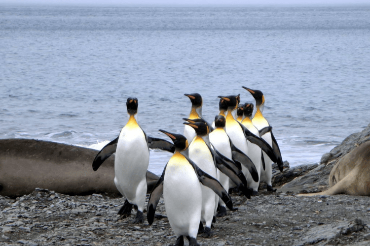 Penguin Parade, Phillip Island