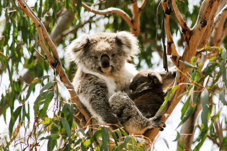 Koala Conservation Centre, Phillip Island