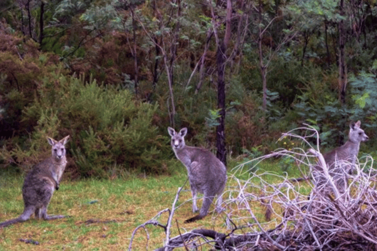 Phillip Island Wildlife Park