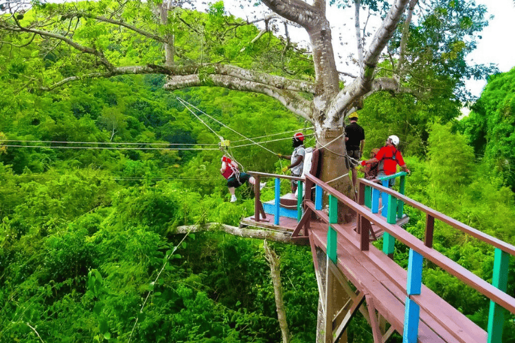 Antigua Rainforest Canopy Tour