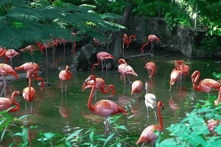 Ardastra Gardens, Zoo, and Conservation Centre