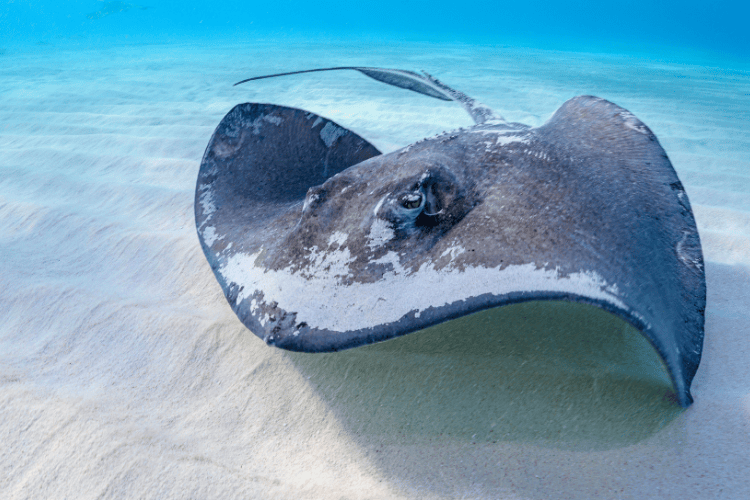Stingray City, Cayman Islands