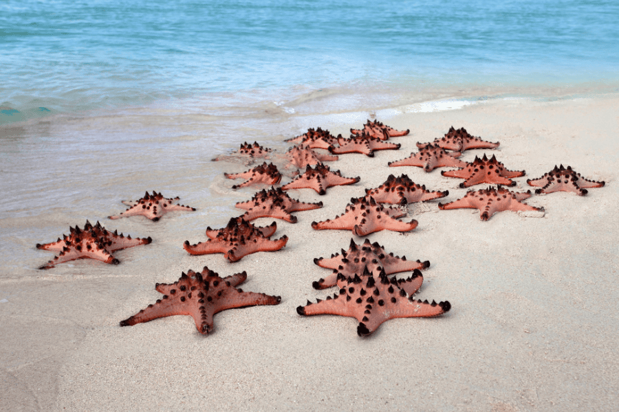 Starfish Point, Cayman Islands