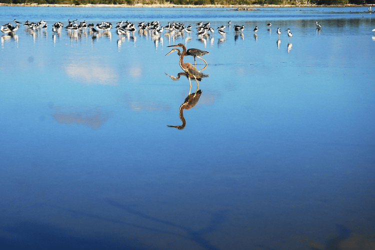 Booby Pond Nature Reserve, Cayman Islands