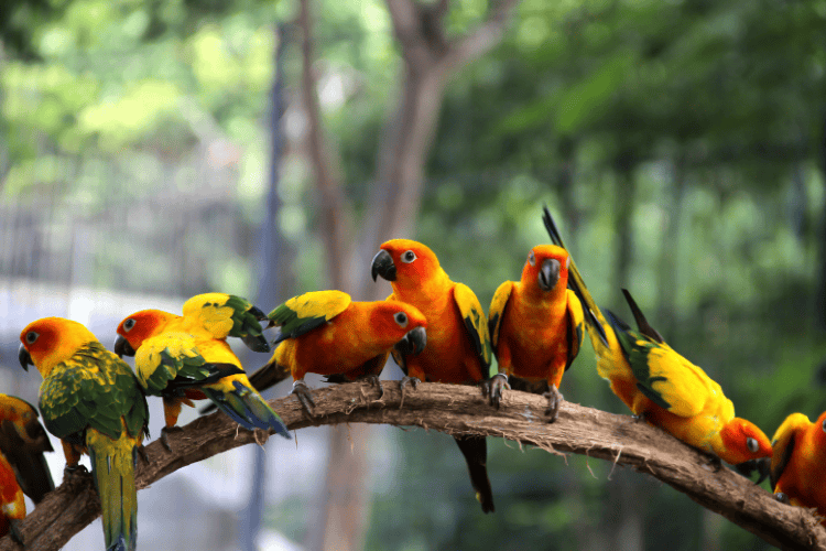 Parotte Ville Bird Park, St Maarten
