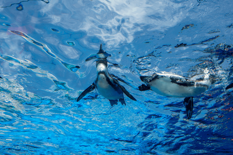 The Dallas World Aquarium
