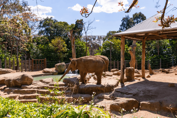 Melbourne Zoo, Melbourne, Australia