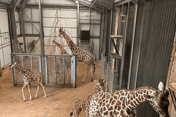 Whipsnade Zoo, Luton, UK