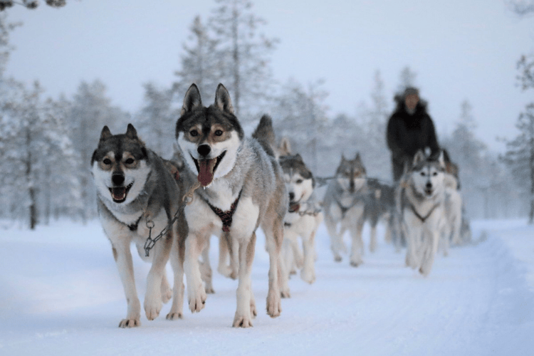 Husky Safari, Lapland