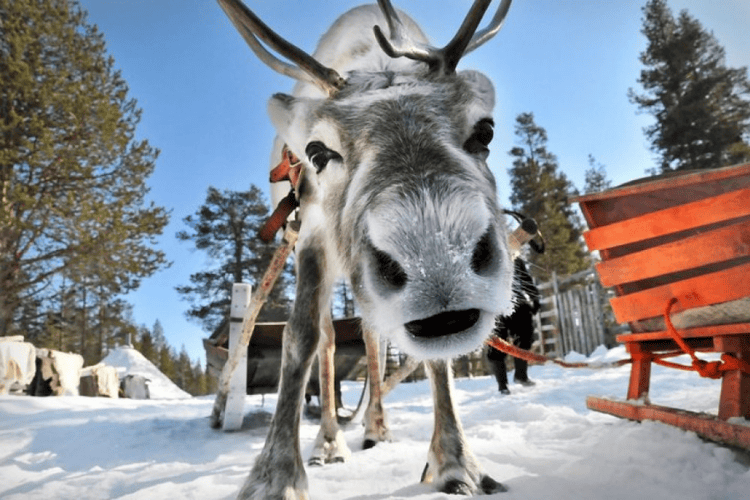 Reindeer Safari, Saariselka Lapland
