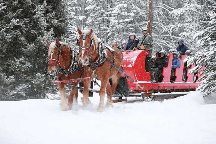 Horse Sledding, Lapland