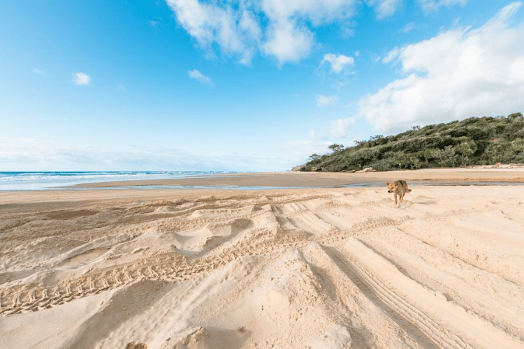 Seventy-Five Mile Beach, Fraser Island