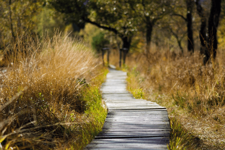 Nature Environmental Walk, Fraser Island