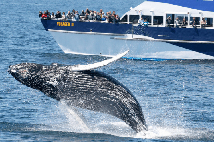 Whale Watching, Fraser Island