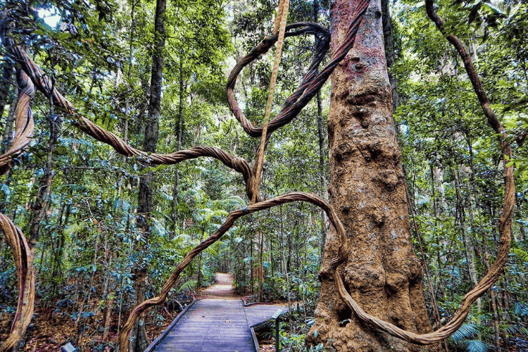 Mary Cairncross Scenic Reserve, QLD