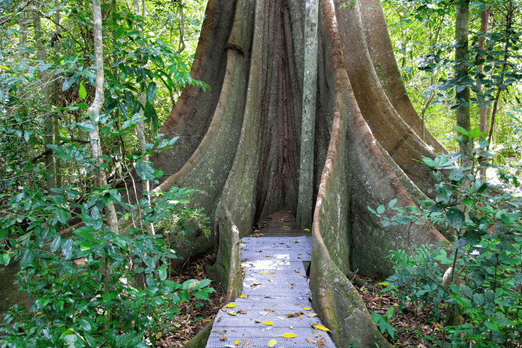 Fig Tree Walk, QLD