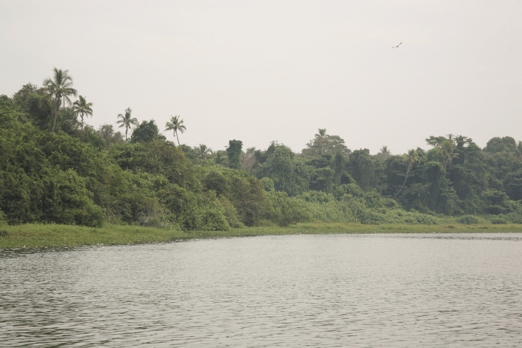 Kumarakom Bird Sanctuary, Alleppy, India