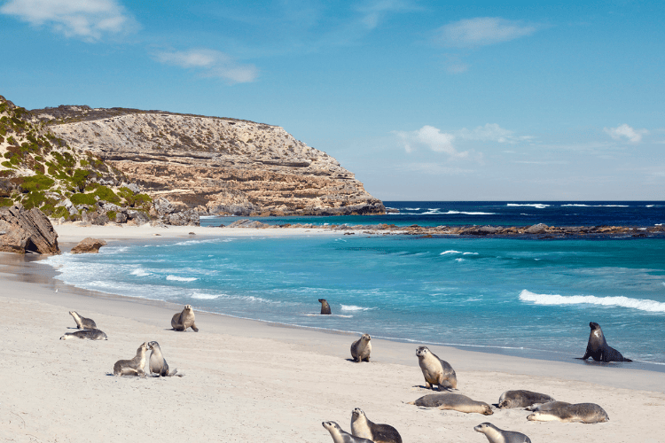 Seal Bay Conservation Park, Kangaroo Island