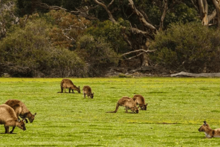 Kangaroo Valley, Southern Highlands, NSW