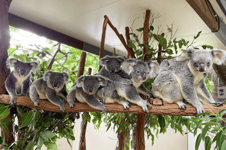 Lone Pine Koala Sanctuary, Brisbane, QLD