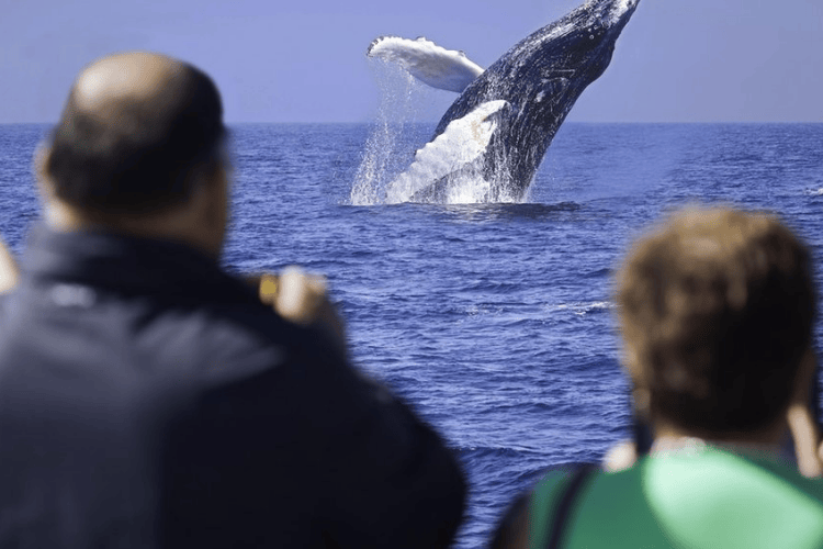 Watch the Whales, Coffs Harbour, NSW