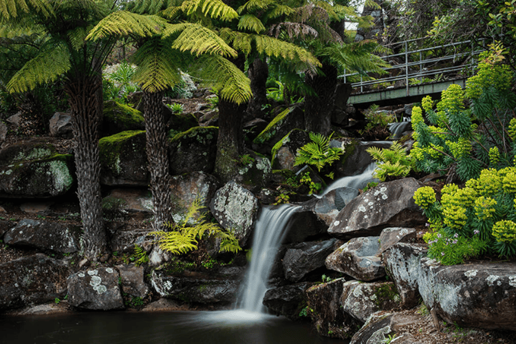 Blue Mountains Botanic Garden (Mt Tomah Botanic Gardens)