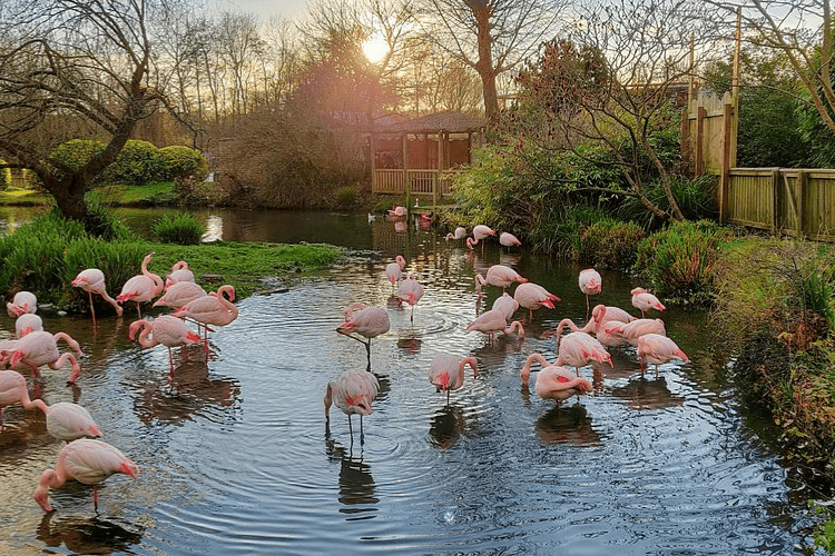 Birdland Park & Gardens, Cotswolds, UK