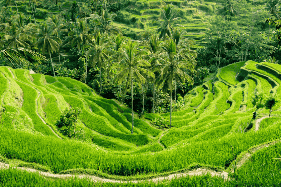 Vibrant green terraced rice fields winding through a tropical valley with tall palm trees and lush forest foliage under bright daylight.