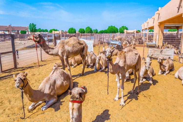 Welcome to Al Ain, UAE