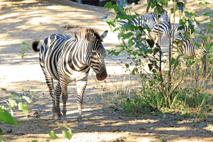 Beijing zoo, North China
