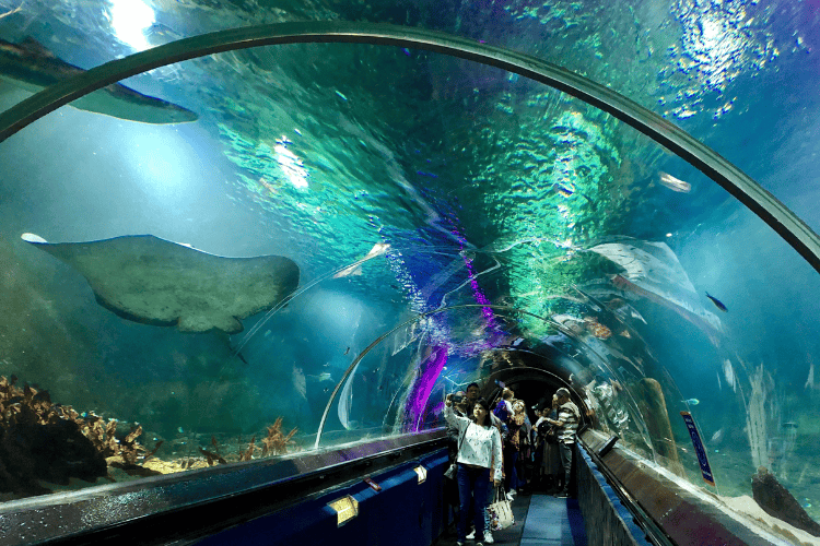 SEA LIFE Kelly Tarlton's Aquarium