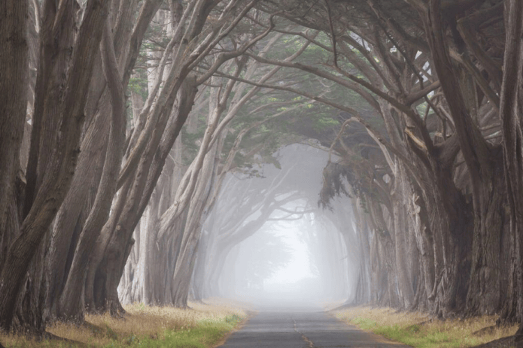 The Dark Hedges, Northern Ireland