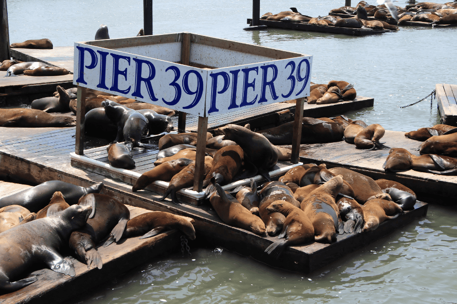 Pier 39, San Francisco