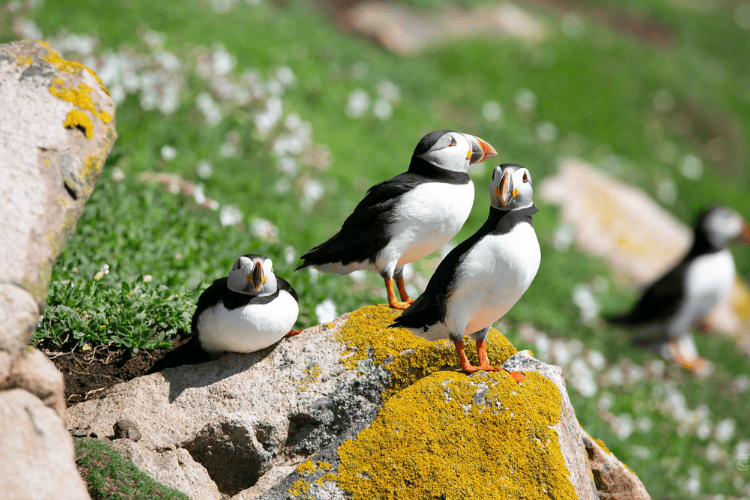 Puffin Island, Anglesey, North-West Wales
