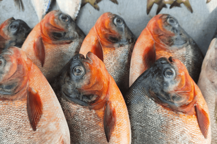 Male Fish Market, Maldives