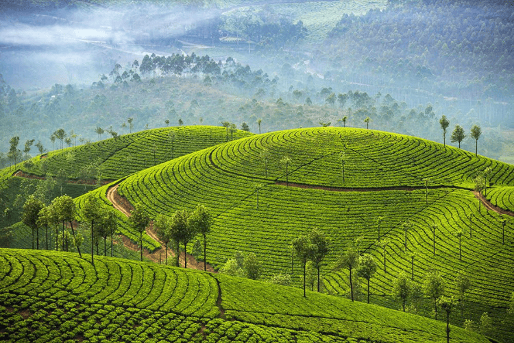 Spice Plantations, Goa, India