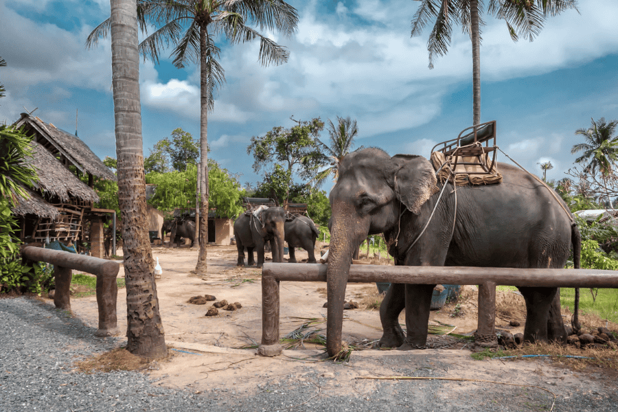 Asian elephants at a tropical elephant camp with coconut trees and rustic wooden buildings.