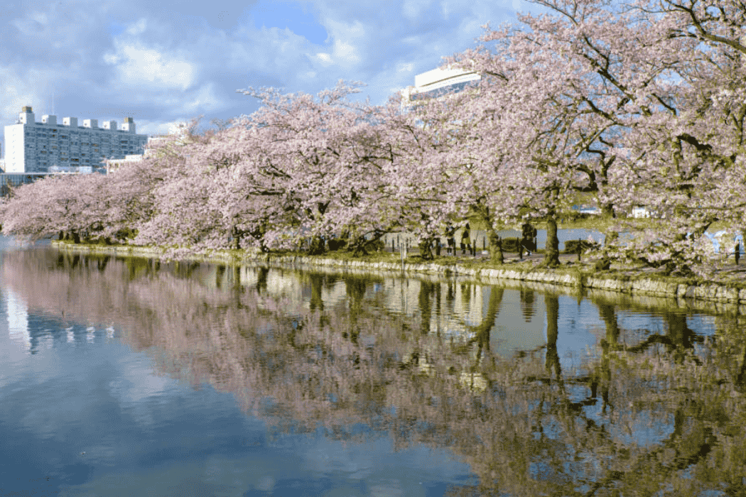 Blooming sakura trees reflected in a river during springtime in Japan.