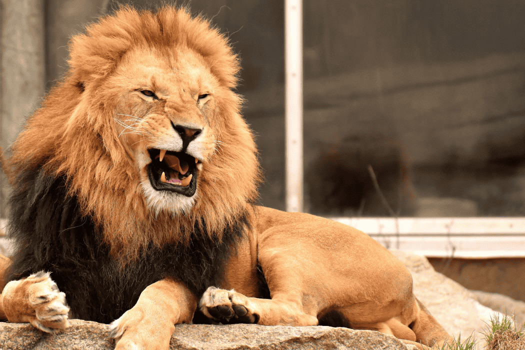 Hiroshima City Asa Zoological Park