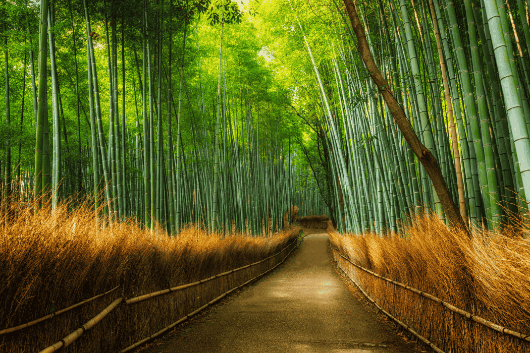 Arashiyama Bamboo Grove