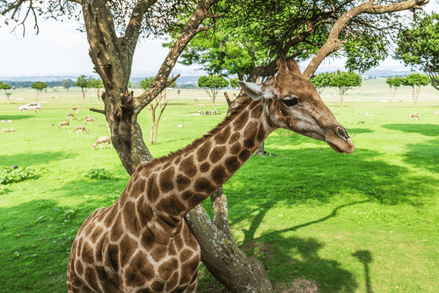 Johannesburg Zoo