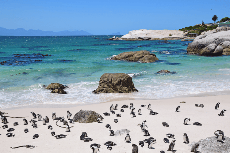 Boulders Beach