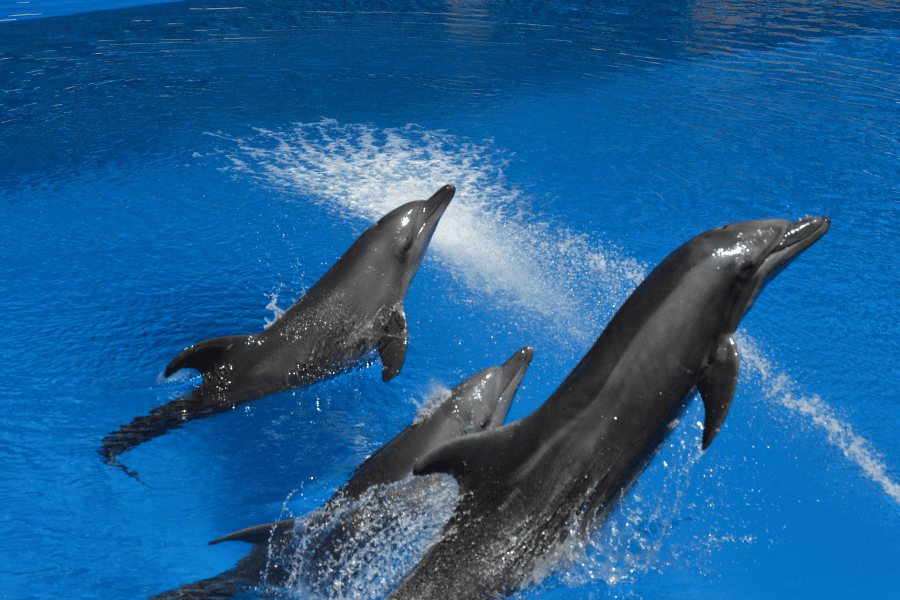 uShaka Marine World