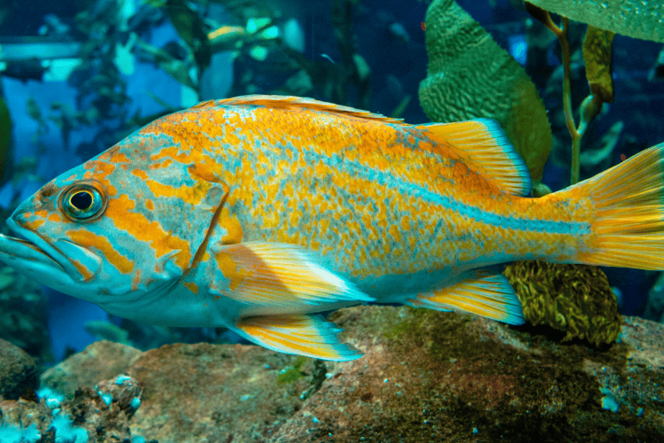 Ripley's Aquarium of Canada, Toronto