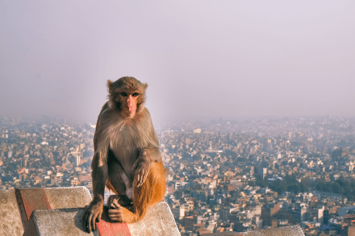Swayambhanuth Temple