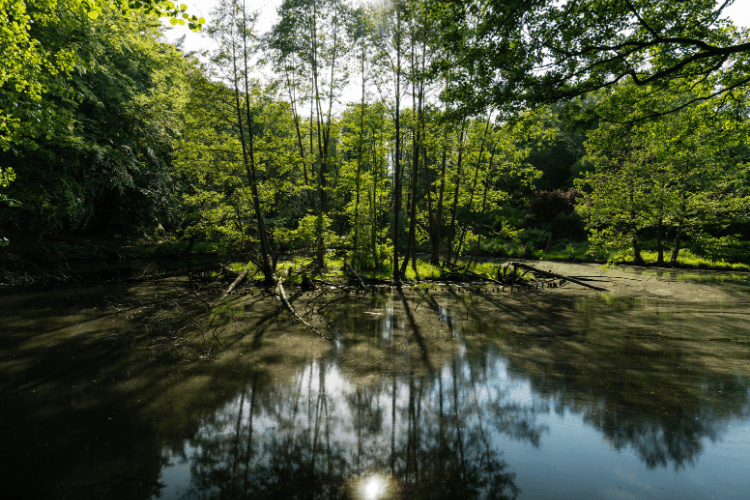Sopot Forest (Las Sopocki), Poland