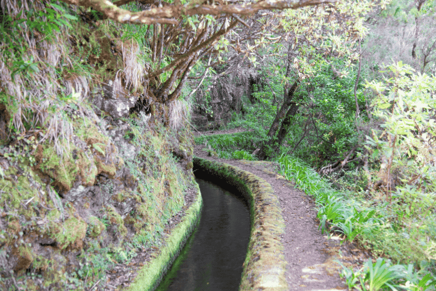 A narrow, moss-covered stone irrigation channel, known as a levada, winds through a lush, green forest.