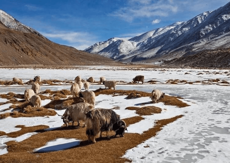 The Changthang Wildlife Sanctuary The Changthang Wildlife Sanctuary