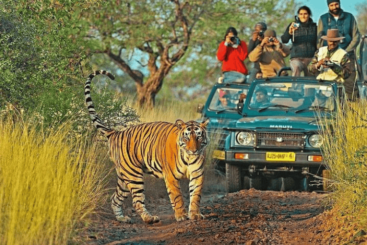 Ranthambore, India