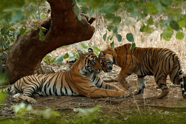 Ranthambore Tiger Reserve